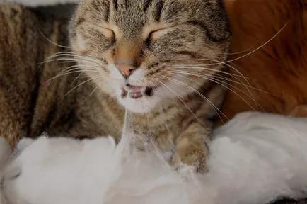 关于养猫的小常识（猫咪养护攻略）(图2)