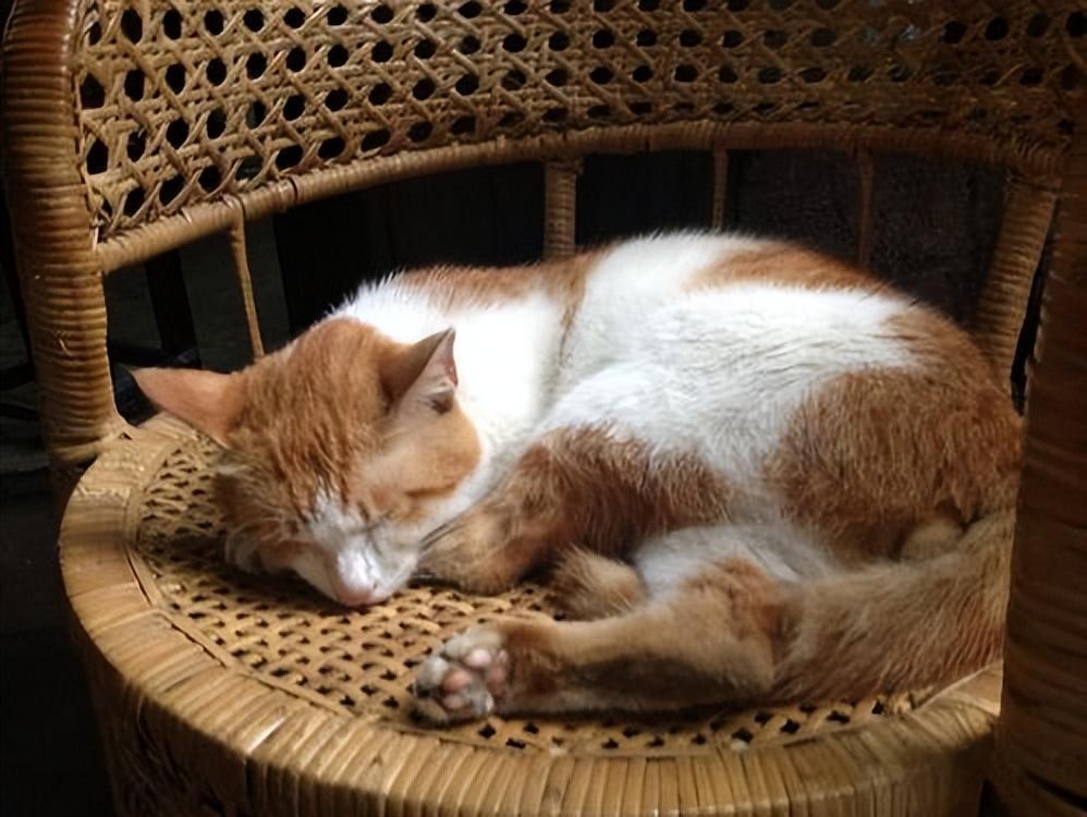 秋天怎么正确的养猫咪？（秋天养猫咪的误区）(图3)