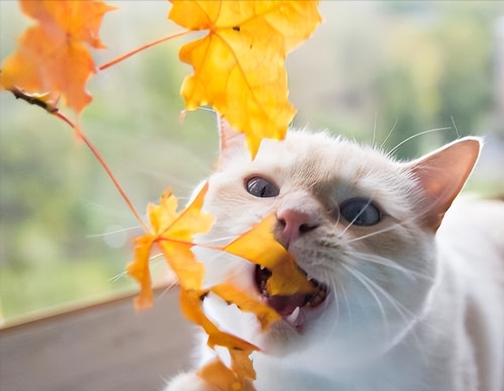 秋天怎么正确的养猫咪？（秋天养猫咪的误区）(图1)