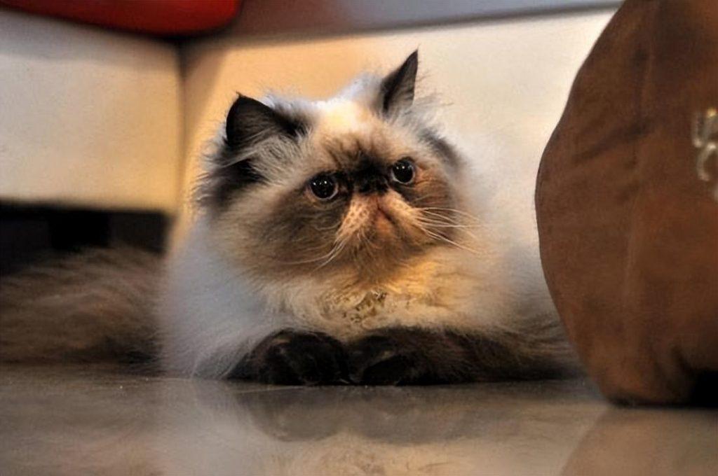 有什么猫咪是治愈系猫咪？治愈系猫咪介绍(图2)