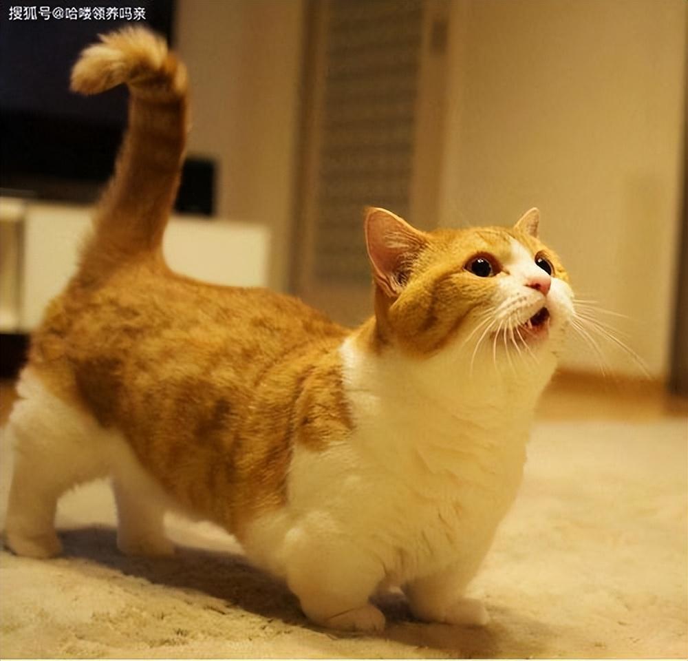 有什么猫咪是治愈系猫咪？治愈系猫咪介绍(图3)