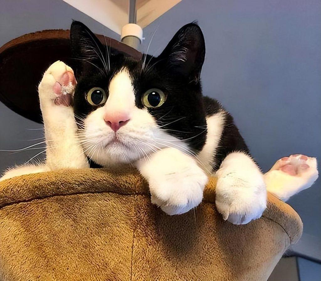 有什么猫咪是治愈系猫咪？治愈系猫咪介绍(图4)