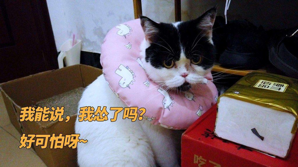 有什么事情是猫咪害怕的？（不能对猫咪做的事有什么？）(图3)