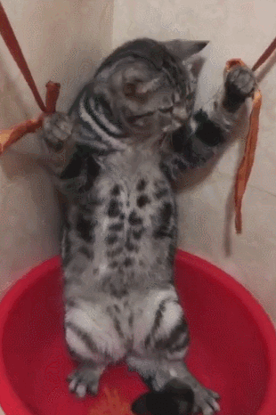 有什么事情是猫咪害怕的？（不能对猫咪做的事有什么？）(图5)