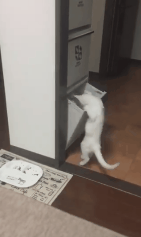 有什么事情是猫咪害怕的？（不能对猫咪做的事有什么？）(图6)