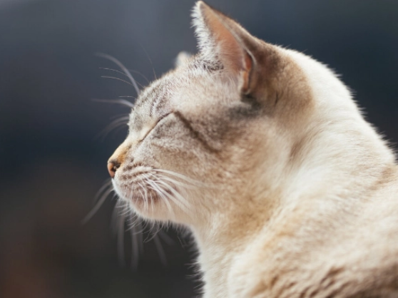 学会这三种方式，轻松解决猫咪爱咬人的问题~(图2)