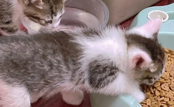 两个月小猫不吃猫粮怎么办？教你几个小妙招(图1)