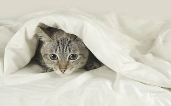 猫在家里“乱尿”?找准原因“对症下药”(图1)