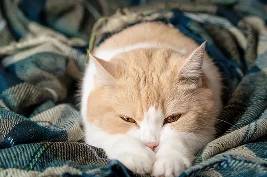 猫在家里“乱尿”?找准原因“对症下药”(图2)