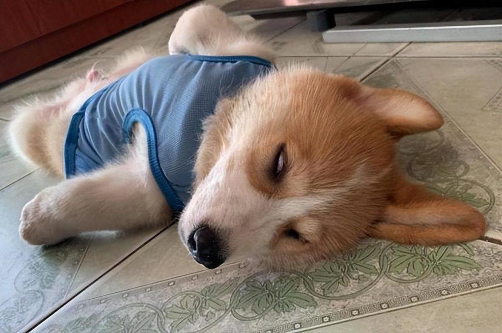 狗狗“呕吐拉稀”常见原因及解决办法，不再无从下手（狗呕吐拉稀怎么治疗）(图1)