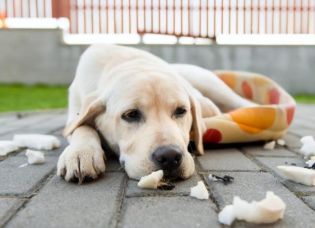 狗狗“呕吐拉稀”常见原因及解决办法，不再无从下手（狗呕吐拉稀怎么治疗）(图2)