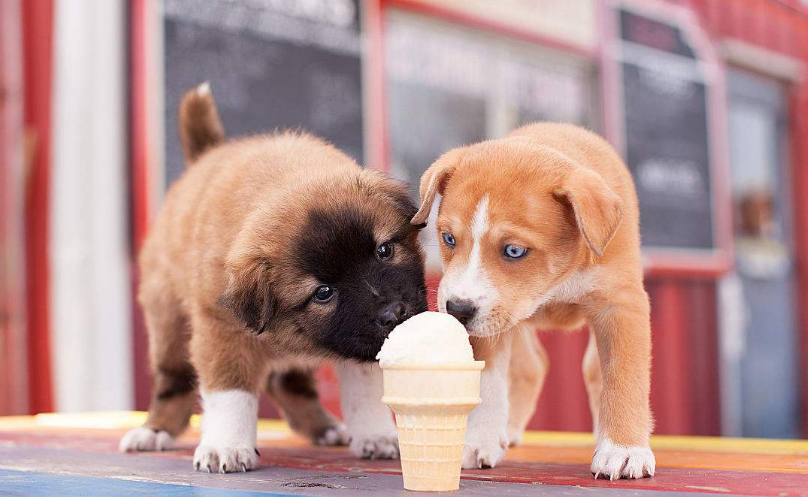 狗狗“呕吐拉稀”常见原因及解决办法，不再无从下手（狗呕吐拉稀怎么治疗）(图3)