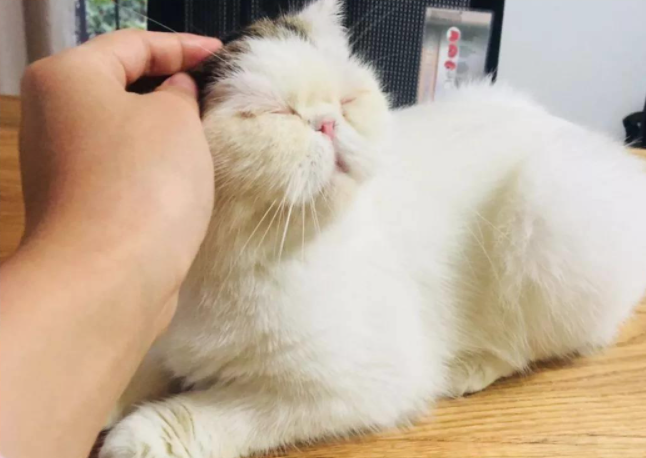 猫咪爱主人会有什么样的表现？猫咪爱主人的表现介绍(图1)