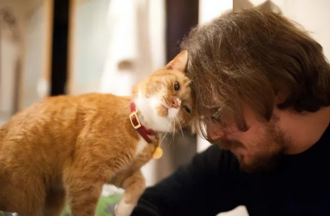 猫咪爱主人会有什么样的表现？猫咪爱主人的表现介绍(图2)