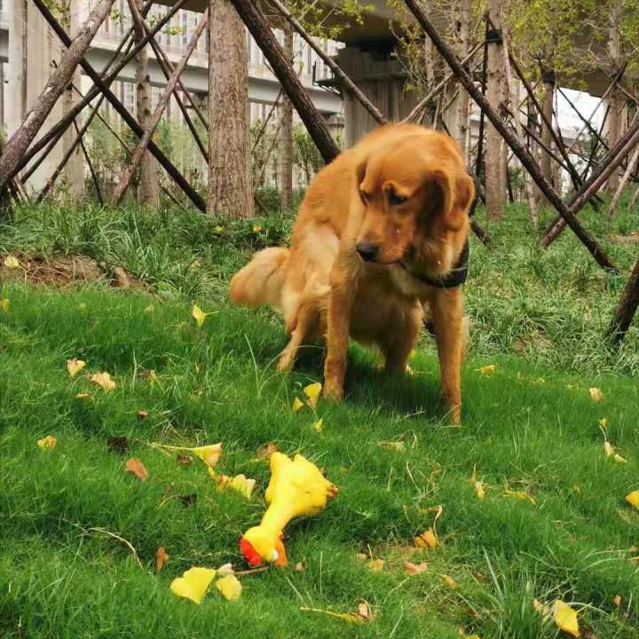 金毛拉稀呕吐什么原因？金毛呕吐怎么办？（金毛又拉稀又吐是什么症状图片）(图2)