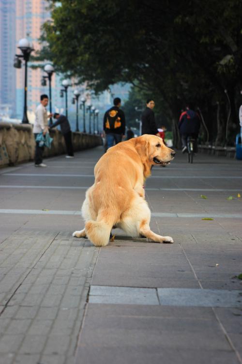 金毛拉稀呕吐什么原因？金毛呕吐怎么办？（金毛又拉稀又吐是什么症状图片）(图3)