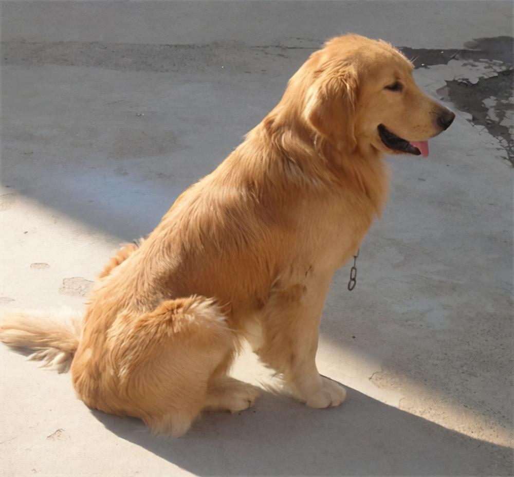 金毛拉稀呕吐什么原因？金毛呕吐怎么办？（金毛又拉稀又吐是什么症状图片）(图5)