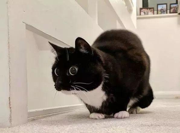 为什么猫咪会刨食盆里的猫粮?怎么让猫咪不刨猫粮?(图1)