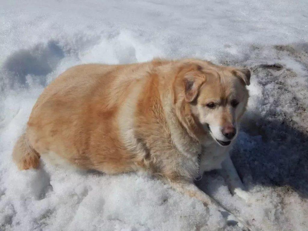 狗狗甲状腺三大常见疾病，每一样都足够致命，且难以预防（狗狗甲状腺在哪个部位图片）(图4)