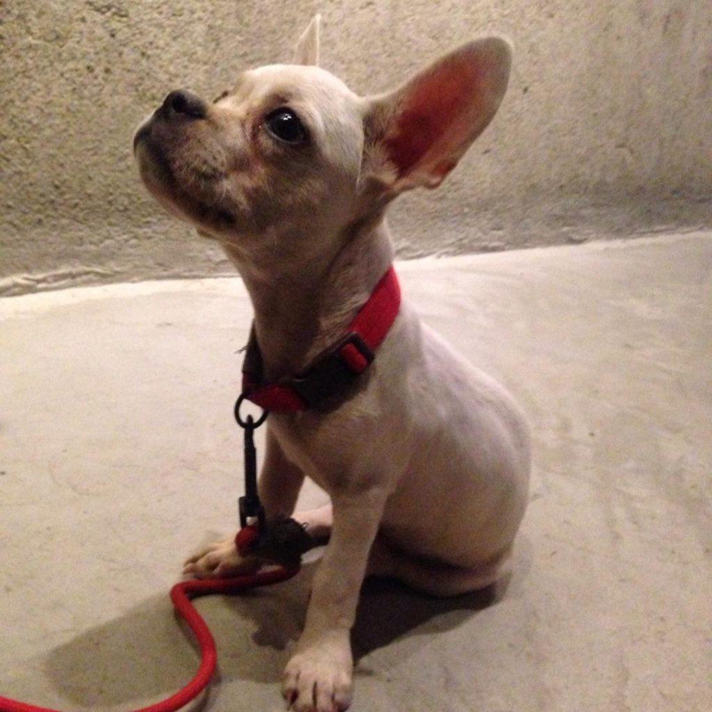 狗狗甲状腺三大常见疾病，每一样都足够致命，且难以预防（狗狗甲状腺在哪个部位图片）(图5)