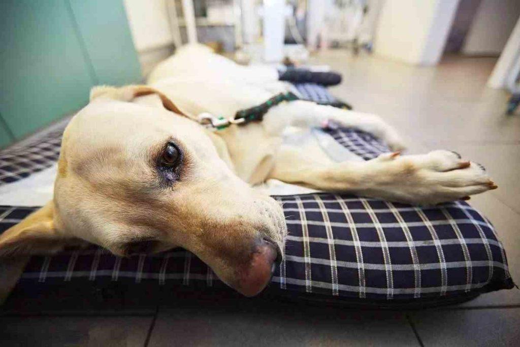 狗狗甲状腺三大常见疾病，每一样都足够致命，且难以预防（狗狗甲状腺在哪个部位图片）(图6)