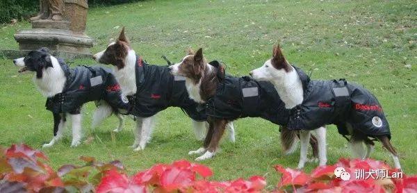 狗狗魔术衣——给上年纪或有慢性关节炎、肌肉损伤狗狗（狗狗魔术贴文字大全视频教程）(图2)