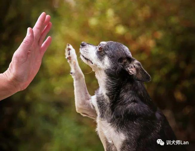 狗狗魔术衣——给上年纪或有慢性关节炎、肌肉损伤狗狗（狗狗魔术贴文字大全视频教程）(图1)
