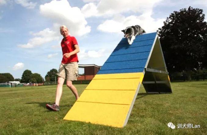 狗狗魔术衣——给上年纪或有慢性关节炎、肌肉损伤狗狗（狗狗魔术贴文字大全视频教程）(图4)