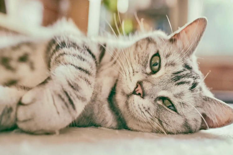 什么？猫得螨虫病？要赶紧治疗！！(图1)