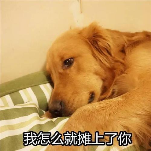 再三劝告：想把金毛犬养好，这七件事必须要做好（养金毛须知）(图1)