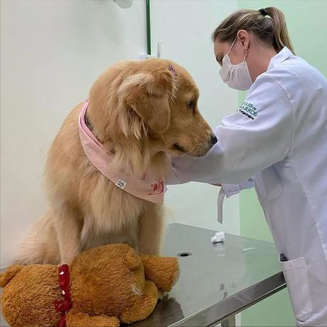 再三劝告：想把金毛犬养好，这七件事必须要做好（养金毛须知）(图2)