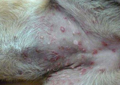 夏天狗狗经常得皮肤病，主人不要干着急，找到方法才能对症下药（狗总是皮肤病怎么办啊）(图2)