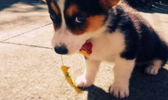 夏天狗狗经常得皮肤病，主人不要干着急，找到方法才能对症下药（狗总是皮肤病怎么办啊）(图3)