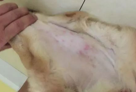 夏天狗狗经常得皮肤病，主人不要干着急，找到方法才能对症下药（狗总是皮肤病怎么办啊）(图1)