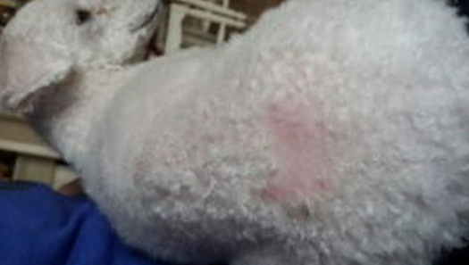 夏天狗狗经常得皮肤病，主人不要干着急，找到方法才能对症下药（狗总是皮肤病怎么办啊）(图4)