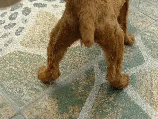 你家狗狗走路内八或外八吗？这些情况家长得重视（狗狗后腿内八字）(图6)