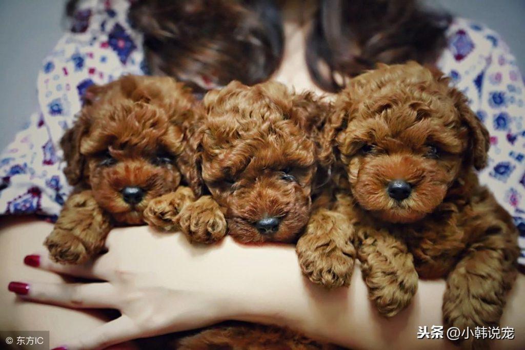 简单方法，纠正狗狗滚屎问题（狗狗四脚朝天打滚）(图1)