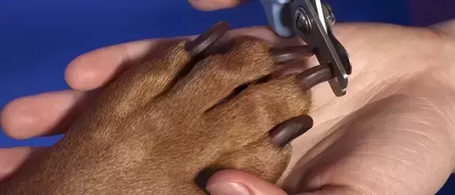 怎么帮不喜欢剪指甲的狗狗剪指甲？别急！宠物医生来教你（怎么给狗剪指甲 狗不动）(图2)