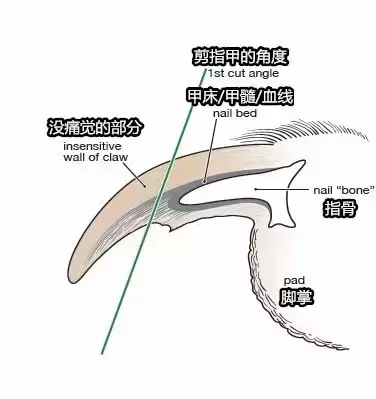 怎么帮不喜欢剪指甲的狗狗剪指甲？别急！宠物医生来教你（怎么给狗剪指甲 狗不动）(图3)
