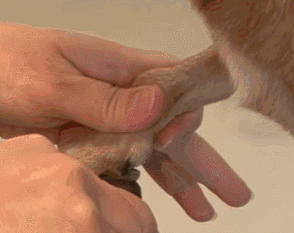 怎么帮不喜欢剪指甲的狗狗剪指甲？别急！宠物医生来教你（怎么给狗剪指甲 狗不动）(图4)