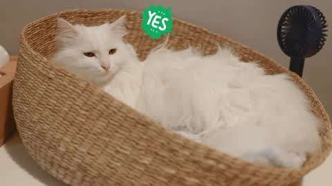 夏天如何给猫咪降温?猫咪是通过什么散热的?(图1)