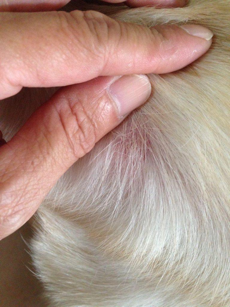 教你治疗狗狗皮肤病之真菌局部感染（狗狗皮肤病真菌感染用什么药）(图1)