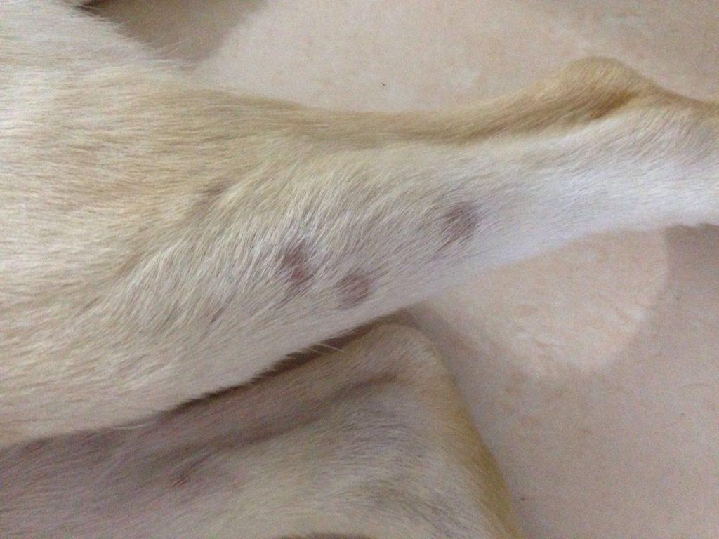 教你治疗狗狗皮肤病之真菌局部感染（狗狗皮肤病真菌感染用什么药）(图2)