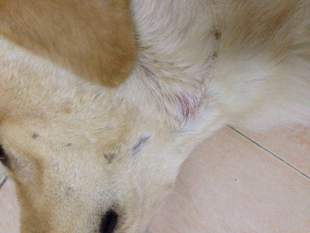 教你治疗狗狗皮肤病之真菌局部感染（狗狗皮肤病真菌感染用什么药）(图3)