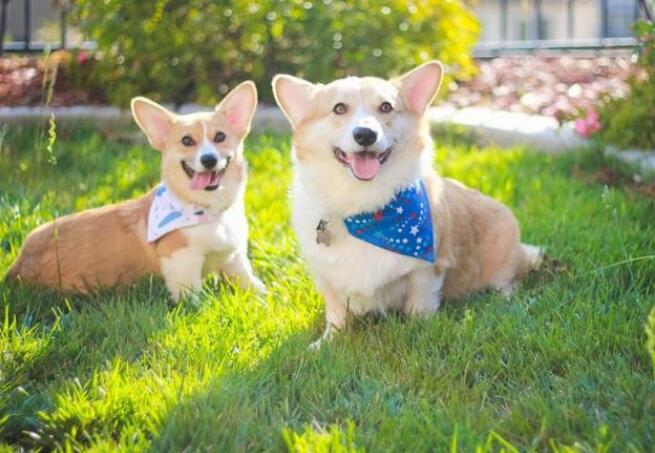 狗狗毛发“不好”怎么办？快试试这5个办法，绝对有效（狗狗毛发不顺滑怎么办小妙招）(图3)