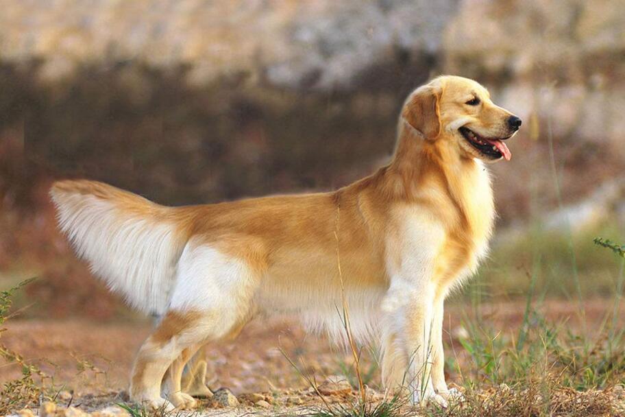 狗狗毛发“不好”怎么办？快试试这5个办法，绝对有效（狗狗毛发不顺滑怎么办小妙招）(图5)