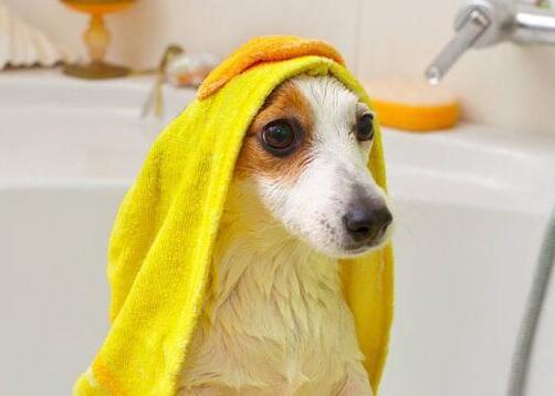 狗狗毛发“不好”怎么办？快试试这5个办法，绝对有效（狗狗毛发不顺滑怎么办小妙招）(图6)