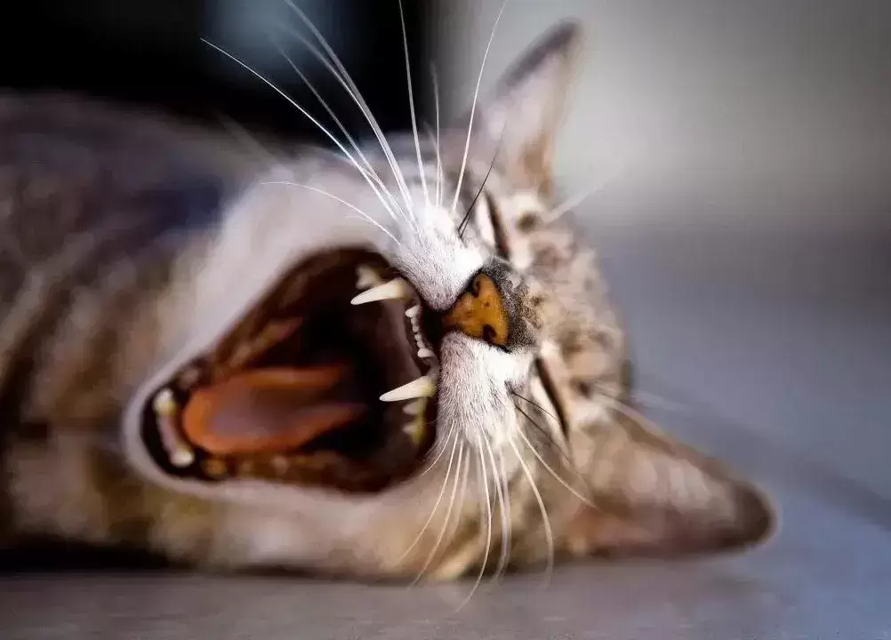 谈“癌”色变！口腔癌是如何夺走猫和狗的生命？（口腔癌有多恐怖 知乎）(图1)