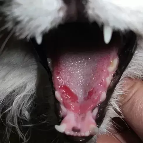 谈“癌”色变！口腔癌是如何夺走猫和狗的生命？（口腔癌有多恐怖 知乎）(图2)