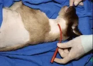 谈“癌”色变！口腔癌是如何夺走猫和狗的生命？（口腔癌有多恐怖 知乎）(图4)